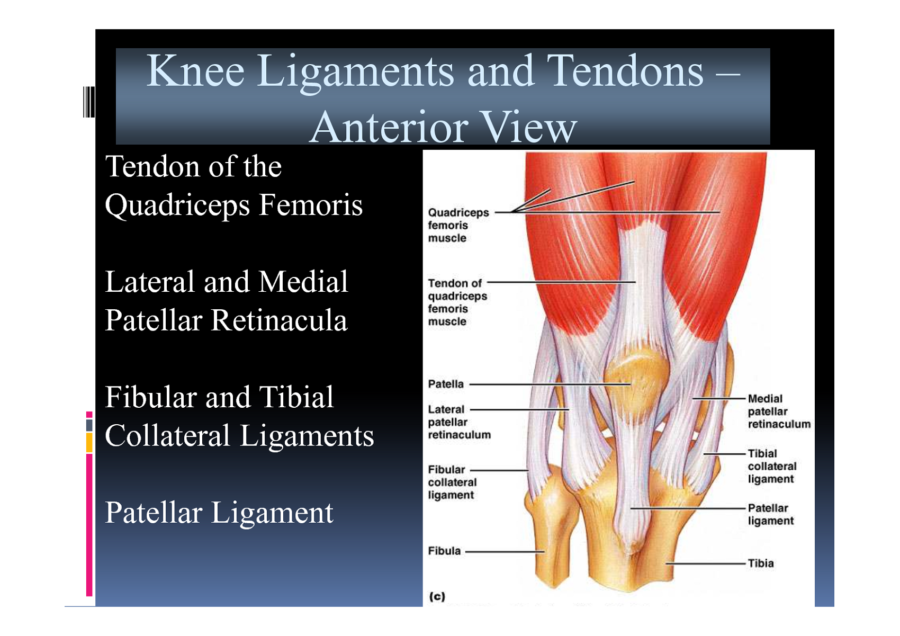 Diagram of Knee Ligaments and Tendons