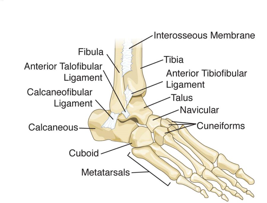 Diagram of the foot bones
