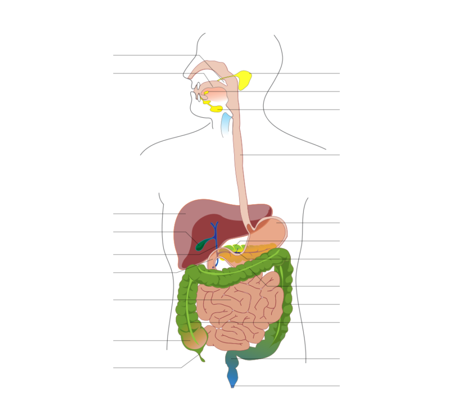 Human digestive system diagram blank