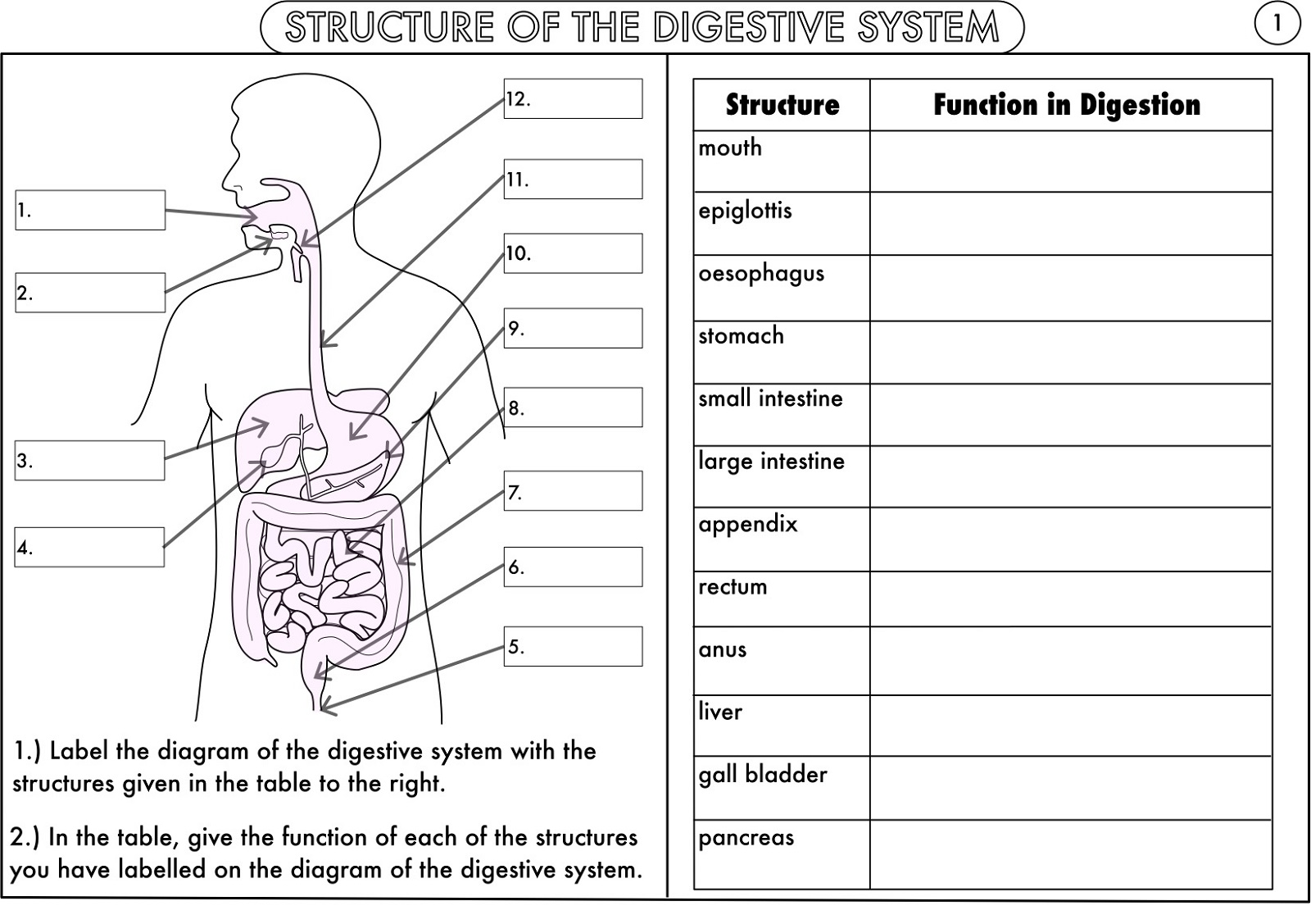 Free Digestive System Worksheet Printables
