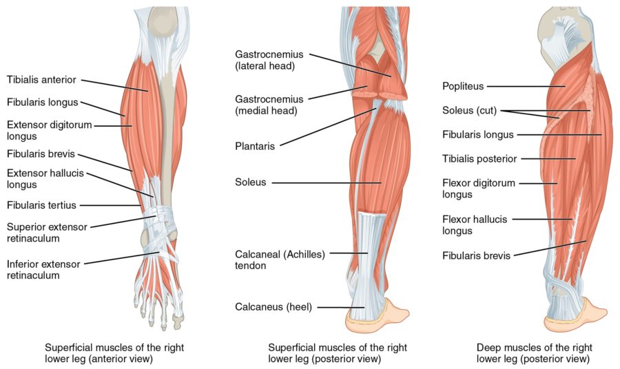 Leg Muscle Diagram Labeled