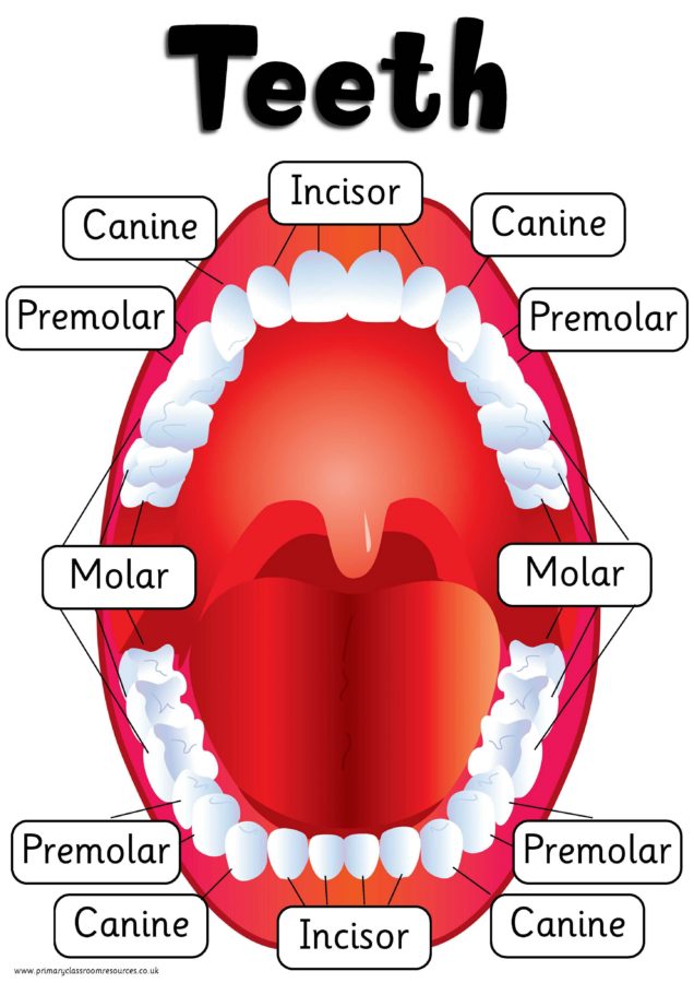 Mouth Diagram Labeled