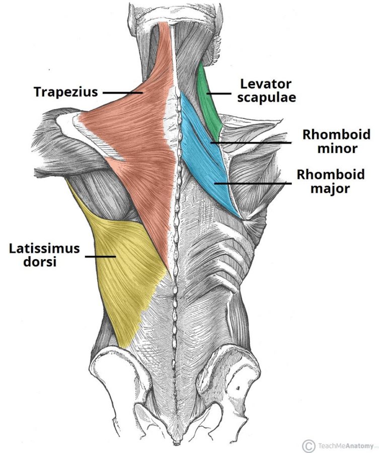 Spine and Back Muscles Diagram