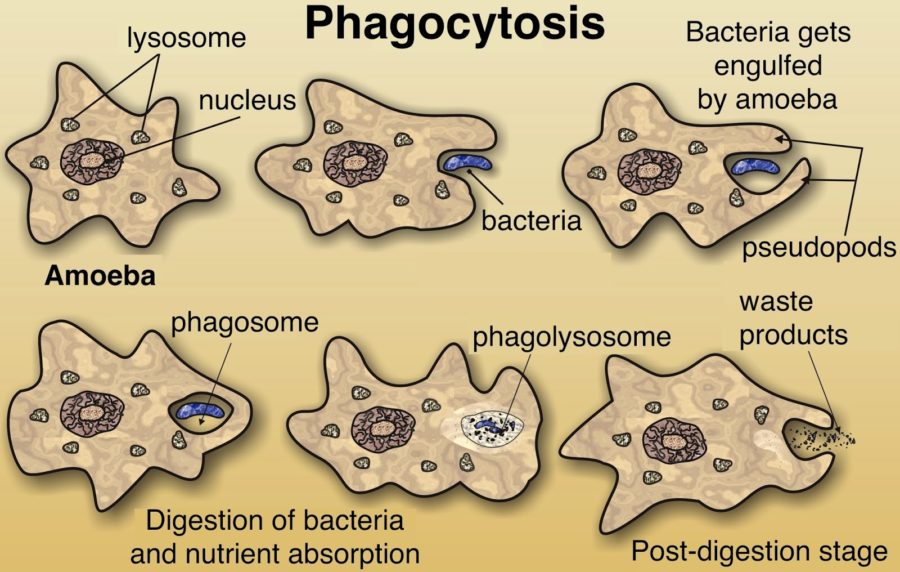 Amoeba Diagram Phatocytosis