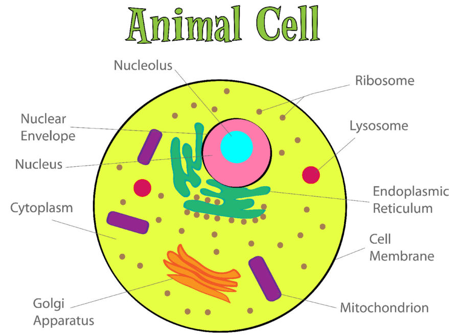 Diagram of animal cell for kids