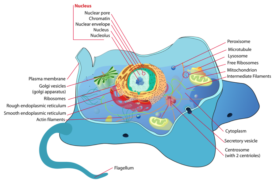 Diagram of animal cell structure