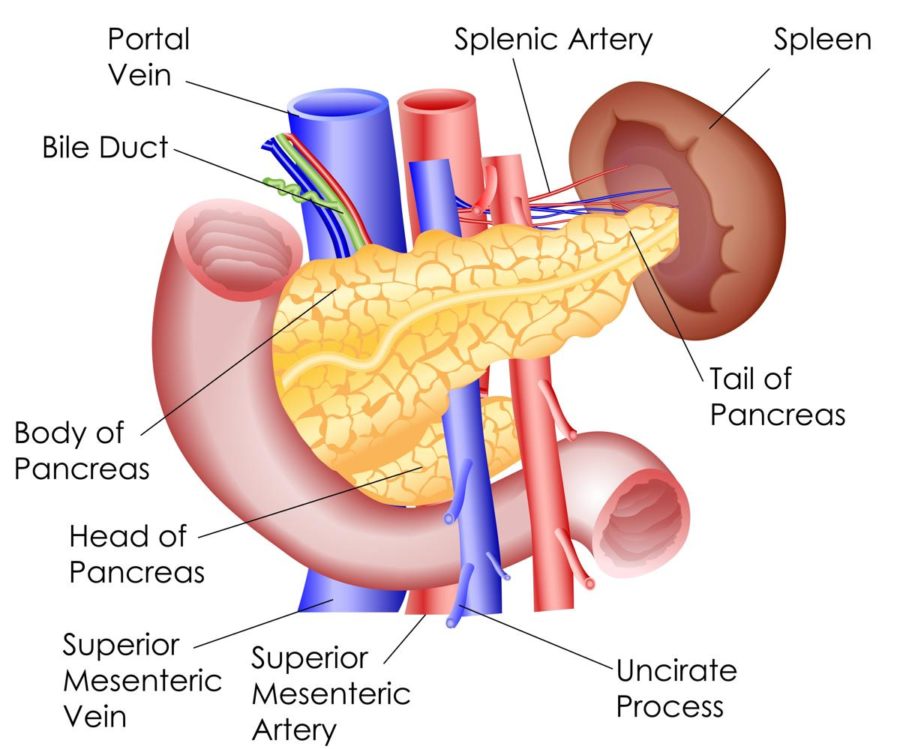Human Pancreas Diagram