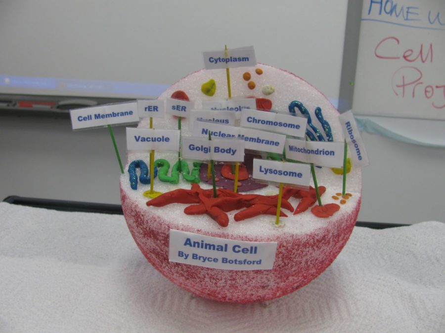 3D Animal Cell Diagram Labeled