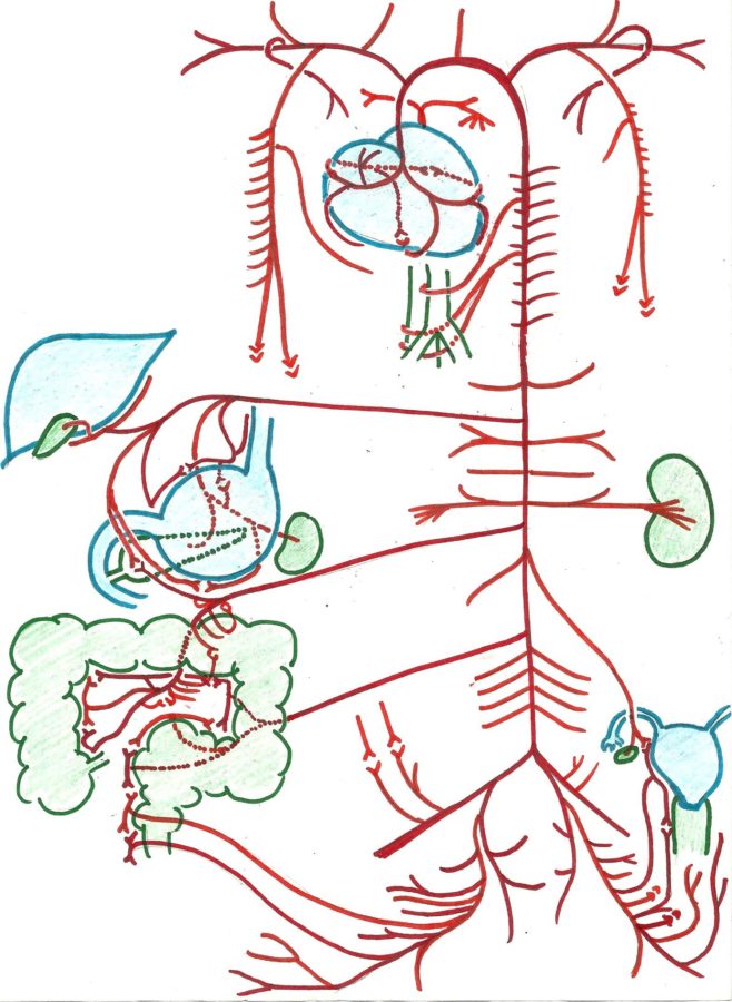 Blank Artery Diagram