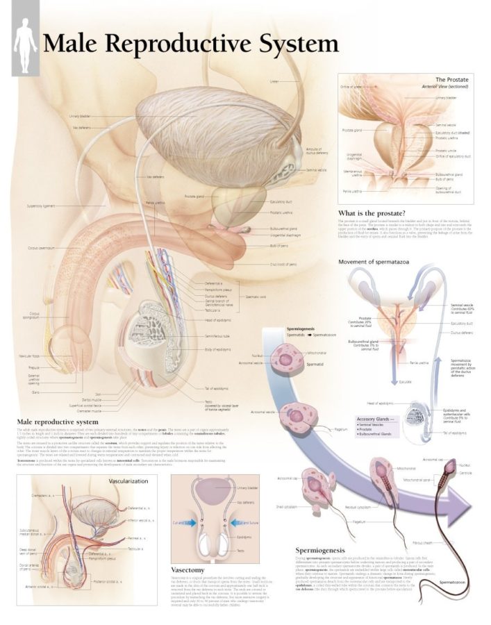 Diagram of Male Reproductive System Parker Publishing