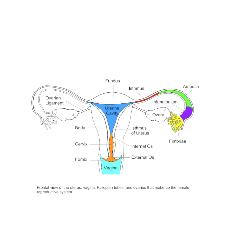 Diagram of The Female Reproductive System Labeled