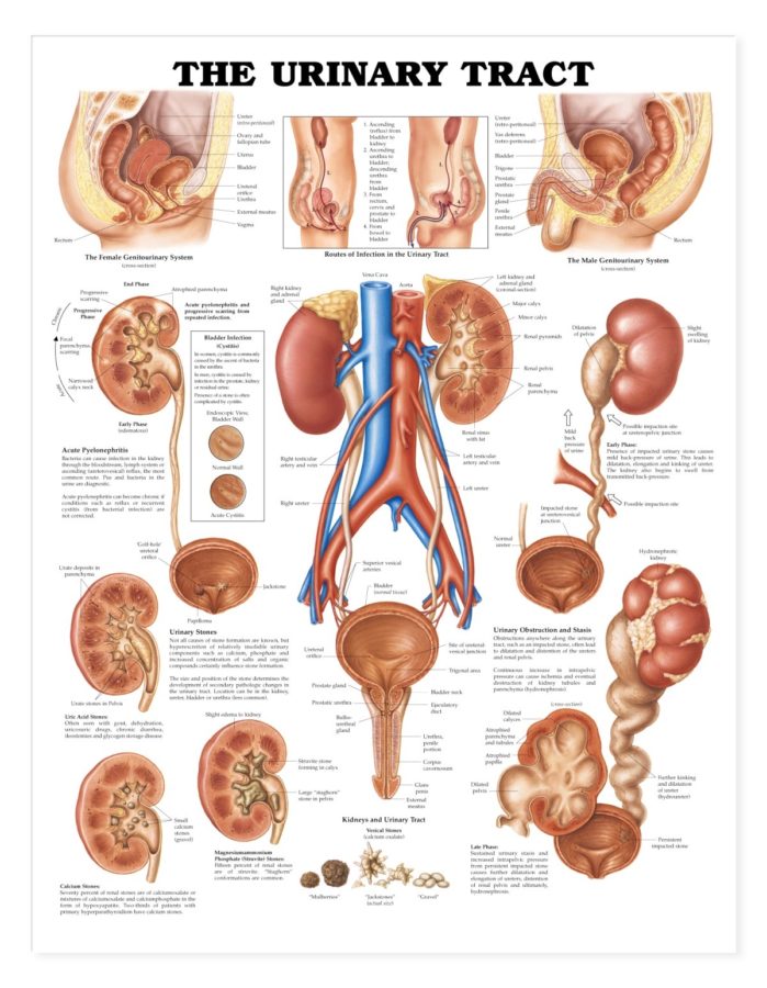 Human Body Organs Diagram Urinary Tract