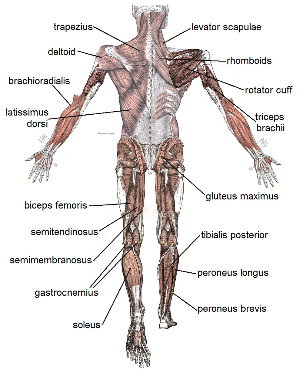 Human-body-muscle-diagram-labeled.png