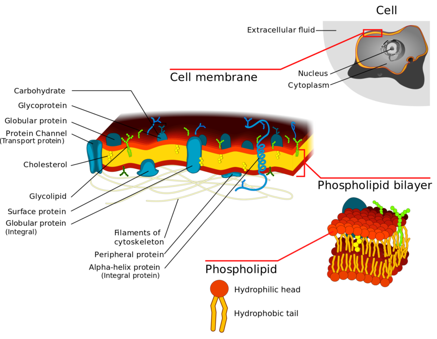 Plasma Membrane Diagram Labeled
