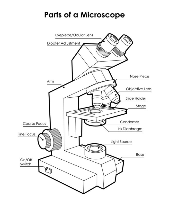 A Diagram of Microscope Parts
