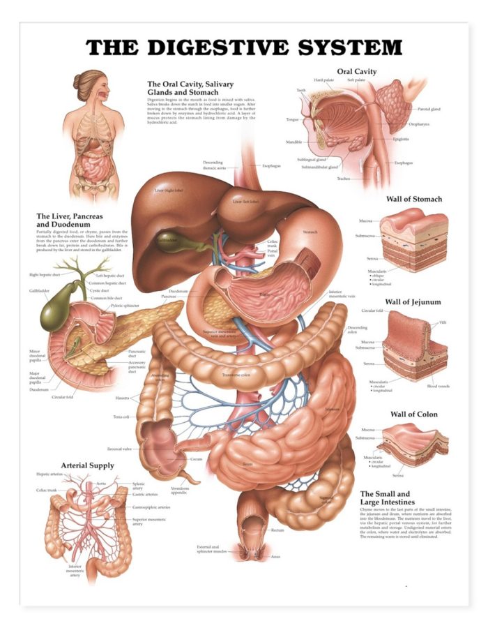 Anatomical diagram of the digestive system
