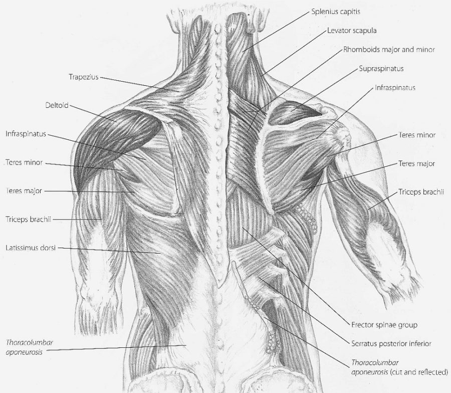 Back Shoulder Muscles Diagram