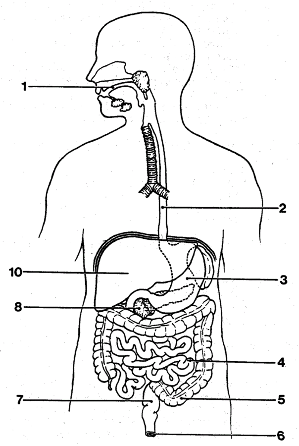 Blank Diagram of the Digestive System