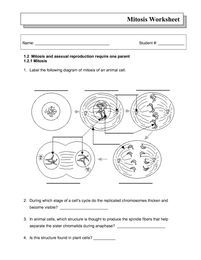 Cell Cycle Diagram Worksheet