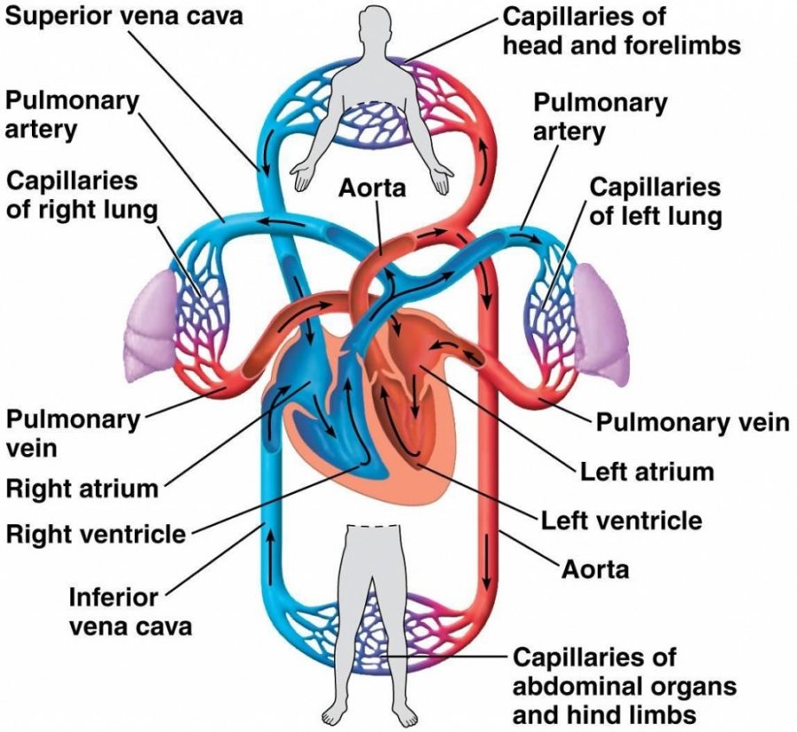 Diagram of Lungs and Heart