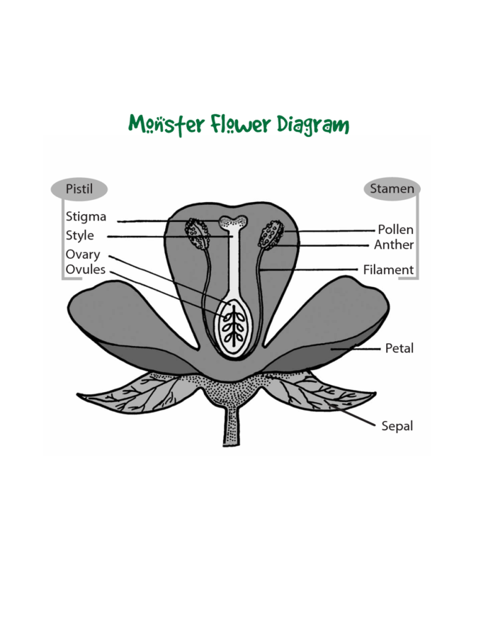 Diagram of a Flower Pistil