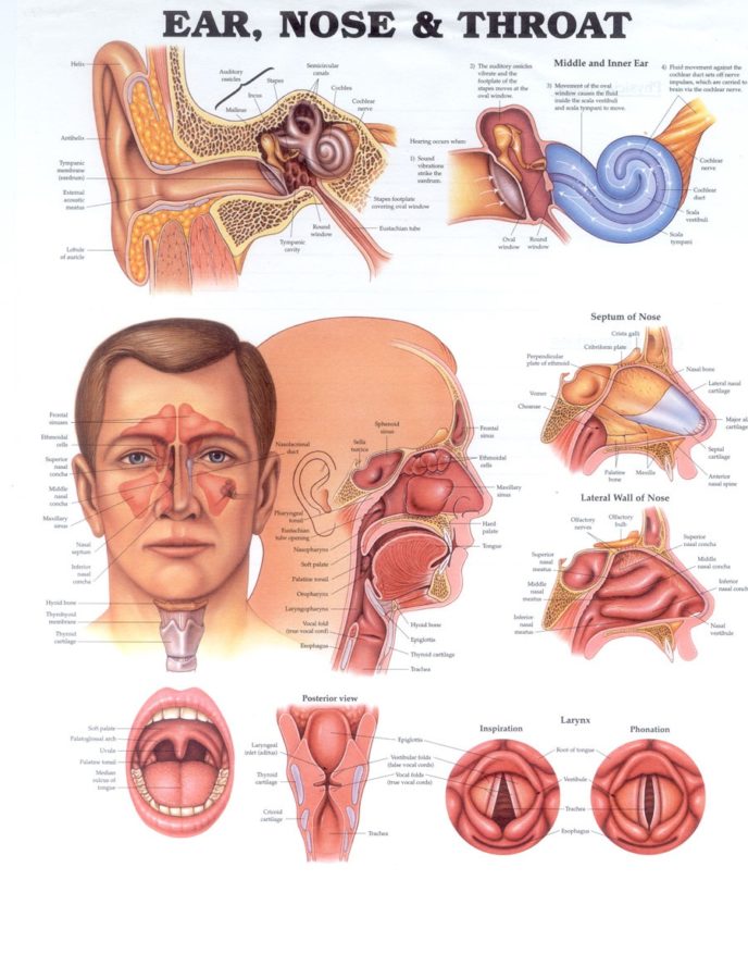 Ear Nose & Throat Diagram