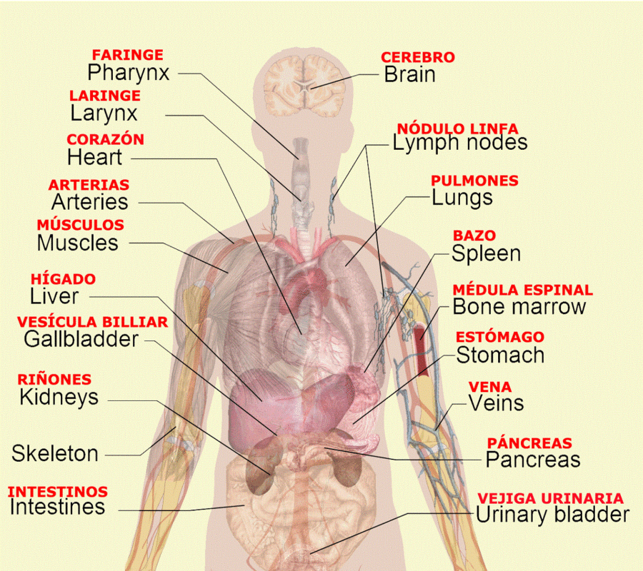 Human Organ Diagram Back