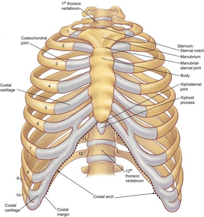 Human Organ Diagram with Ribs