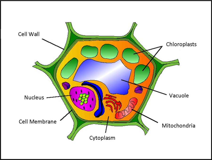 Plant cell diagram for kids 5th grade