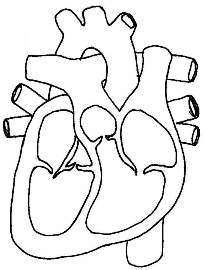 Simple Diagram of the Human Heart