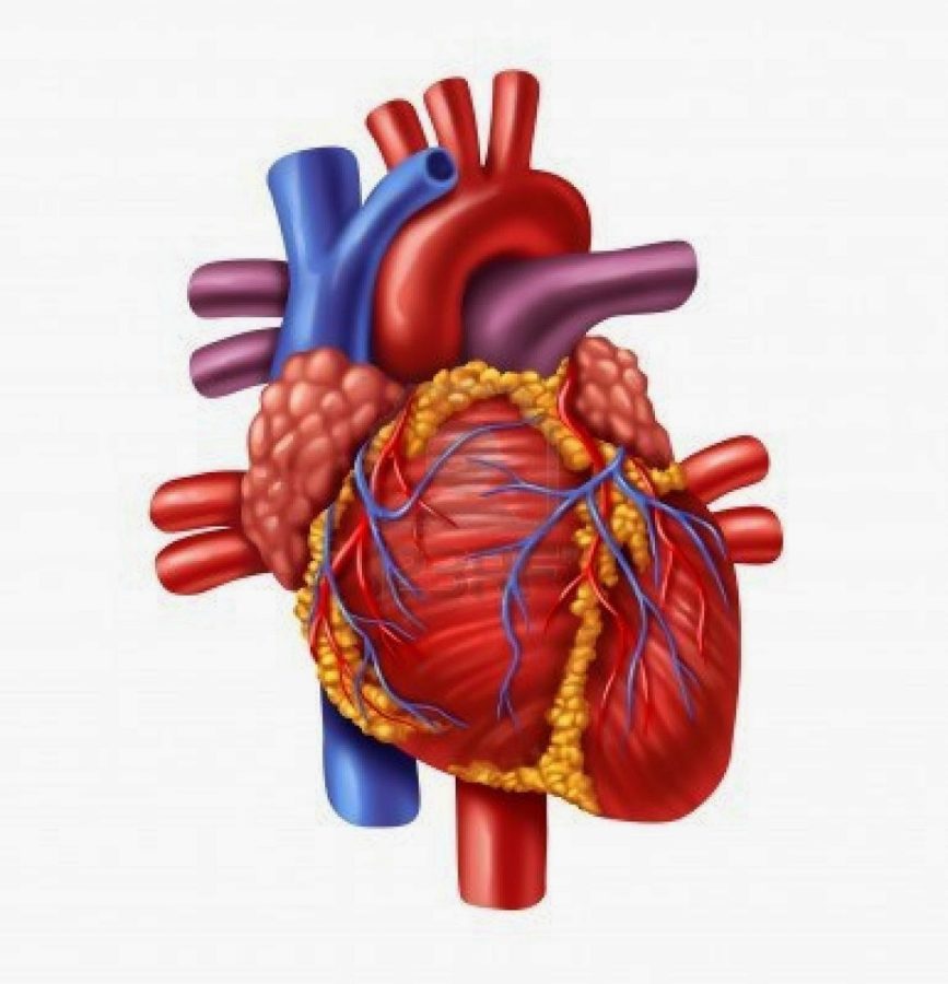 Diagram of a Heart No Labels