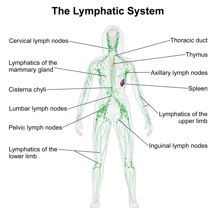 Labeled Lymph Node Diagram