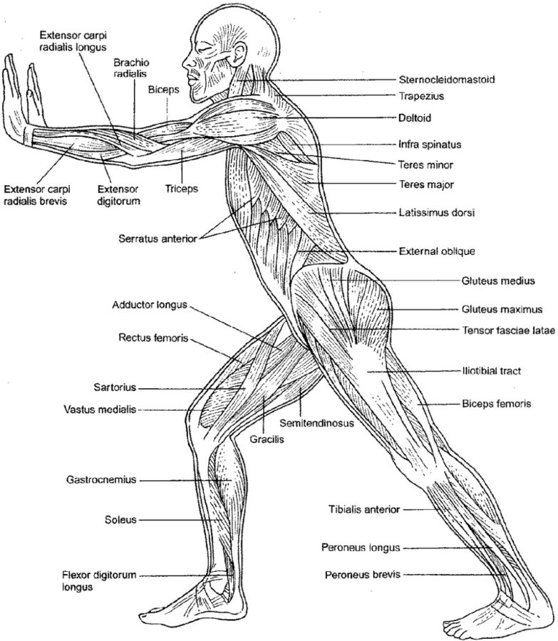 Muscular System Diagram Printable