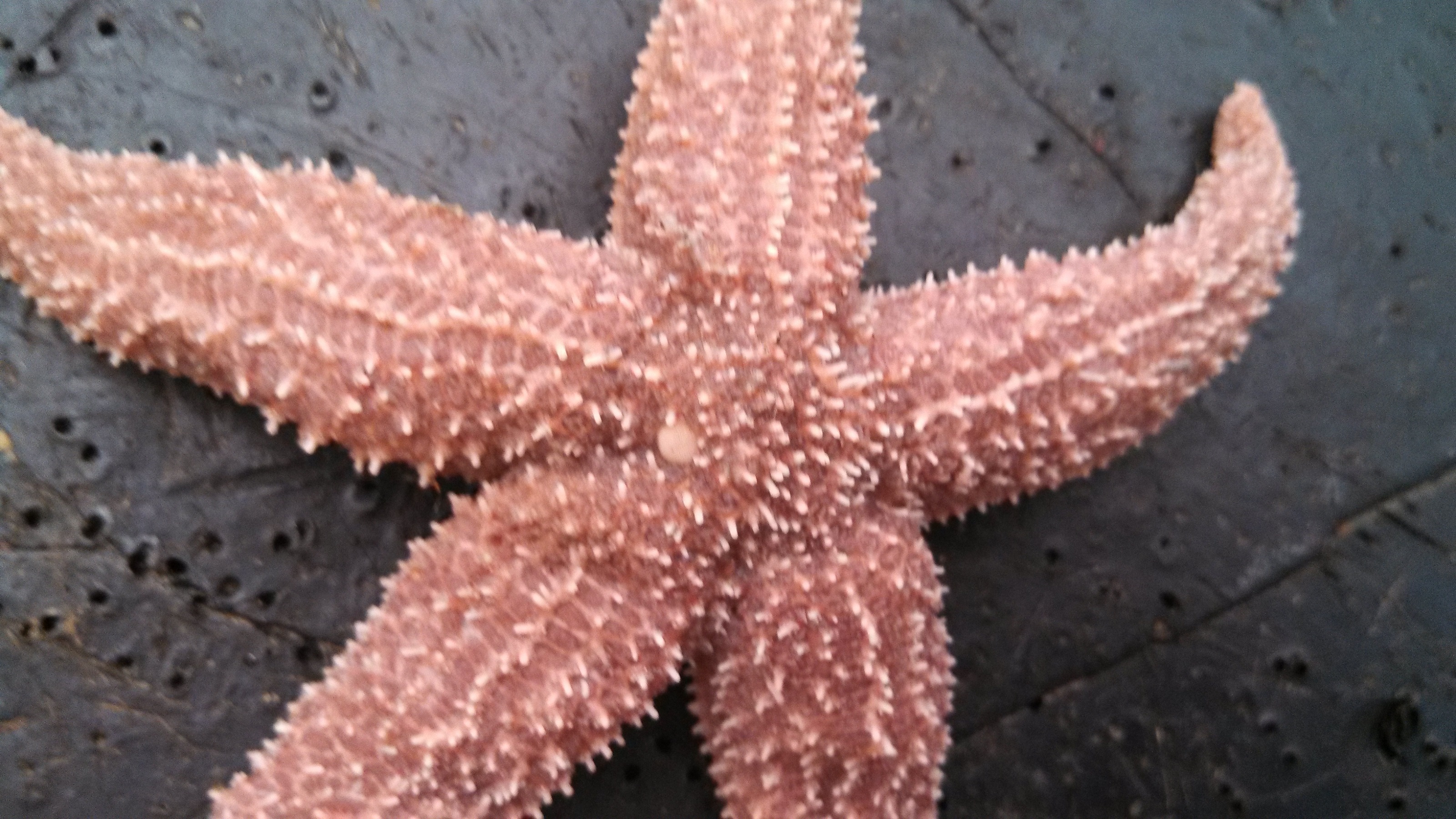 Aboral Surface Starfish Diagram