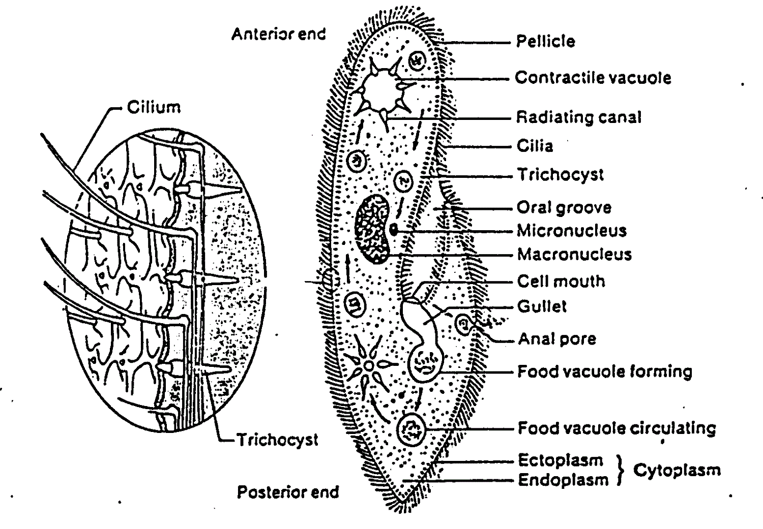 Paramecium Diagram Caudatum