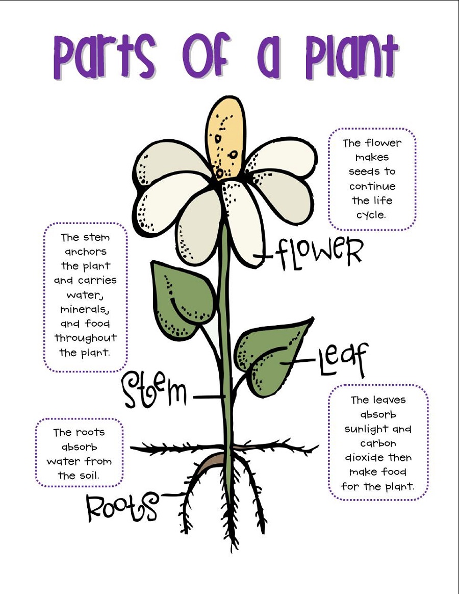 Parts of a Plant Diagram for 4th Graders