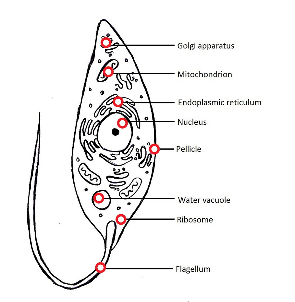 Simple Paramecium Diagram
