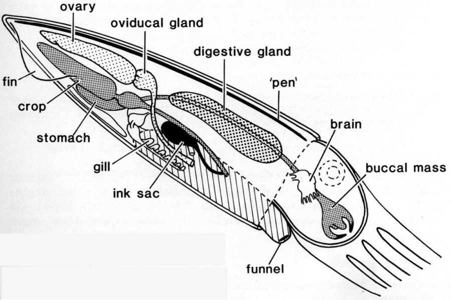 Squid Diagram Labeled