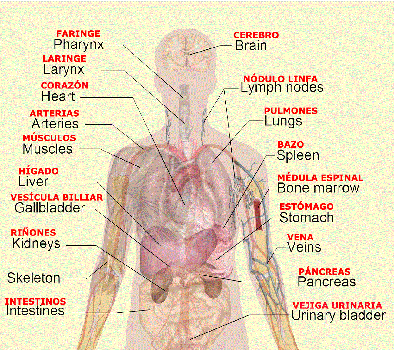 Human body organ diagram in spanish