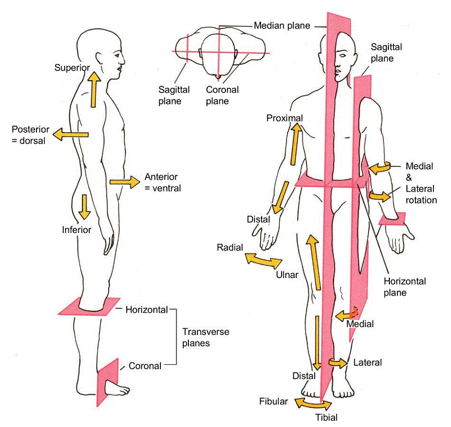 Cartoon Diagram of Body