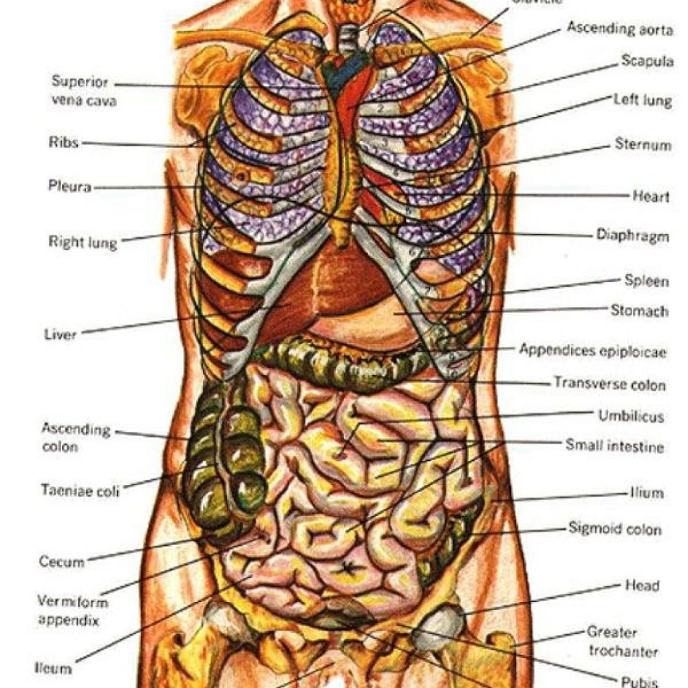 Body organ diagram anatomy