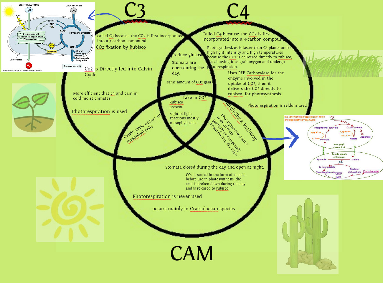 Campbell Biology Diagram of Chloroplast