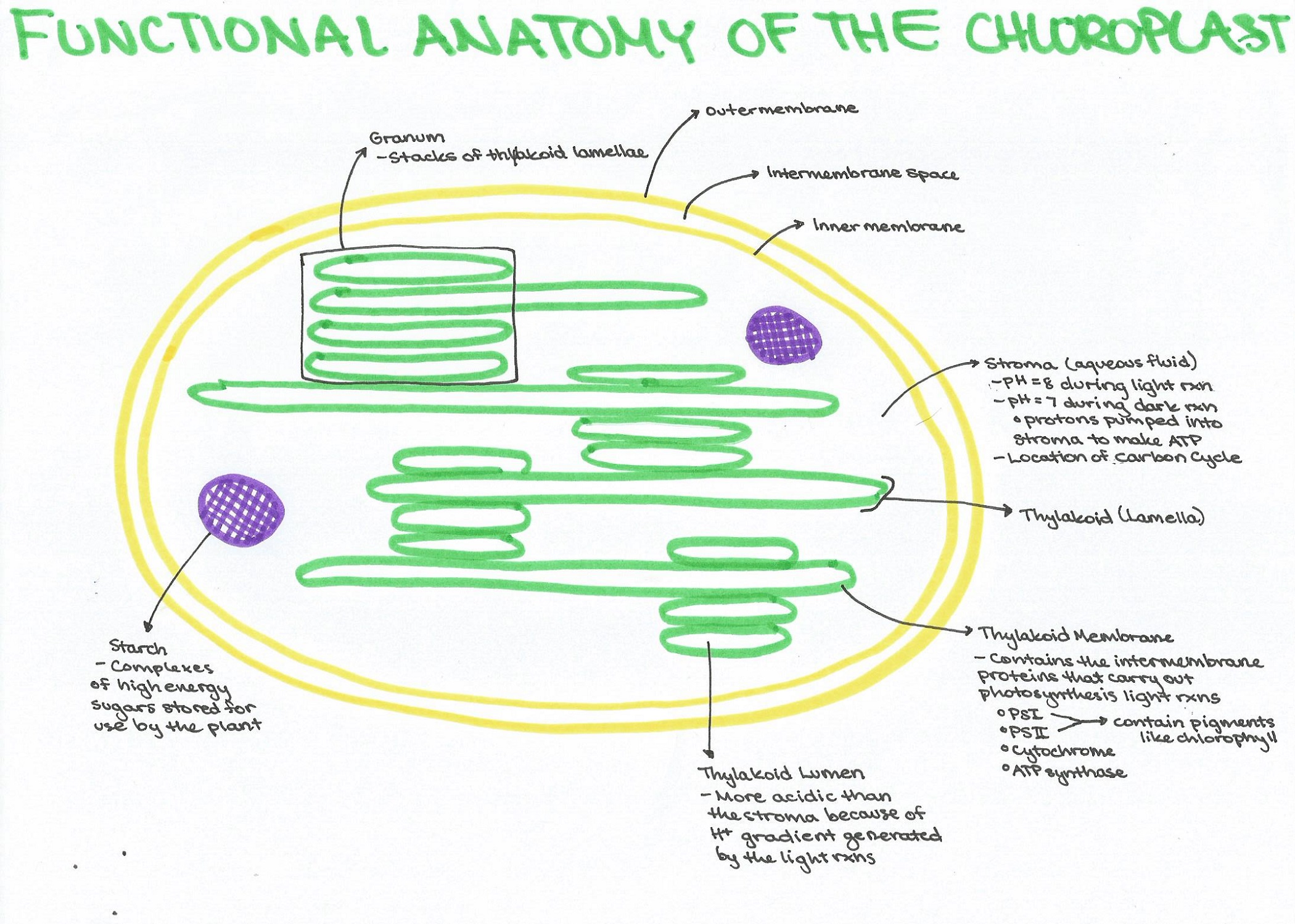 Function and Diagram of Chloroplast