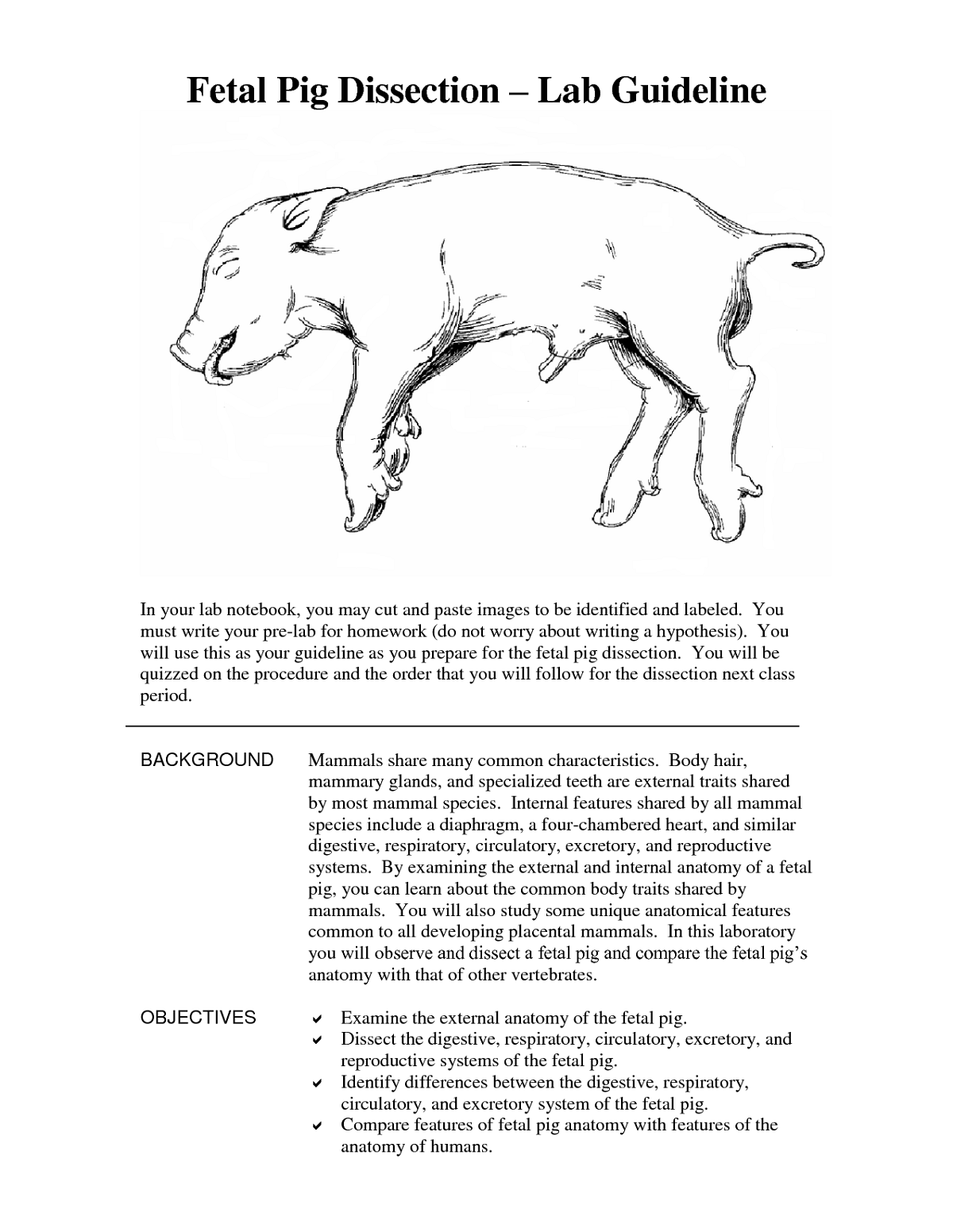 Fetal Pig Diagram Answers