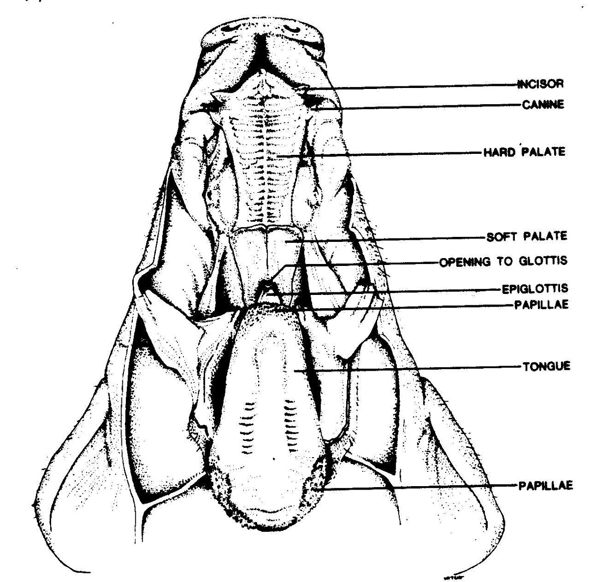 Fetal Pig Diagram Head