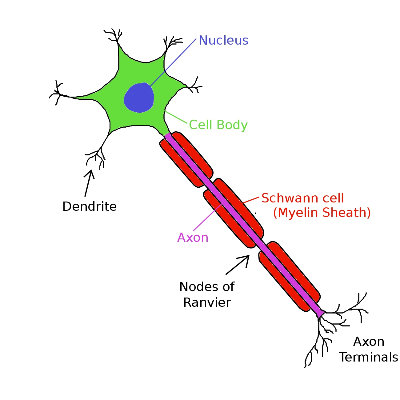Nerve Cell Diagram Science