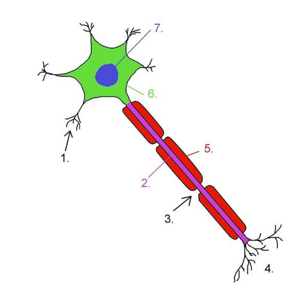 Nerve Cell Diagram Unlabeled