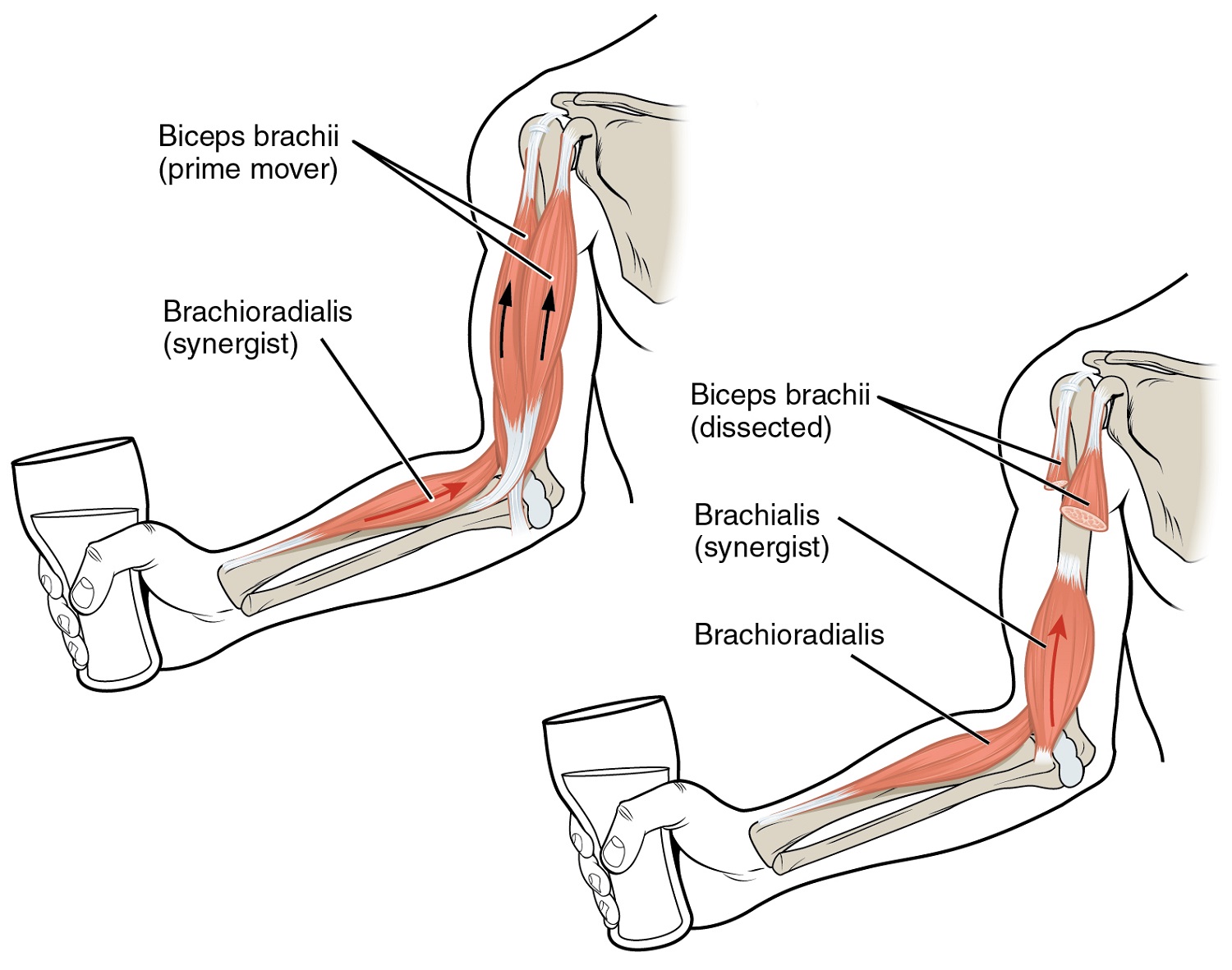 Arm Muscles Diagram