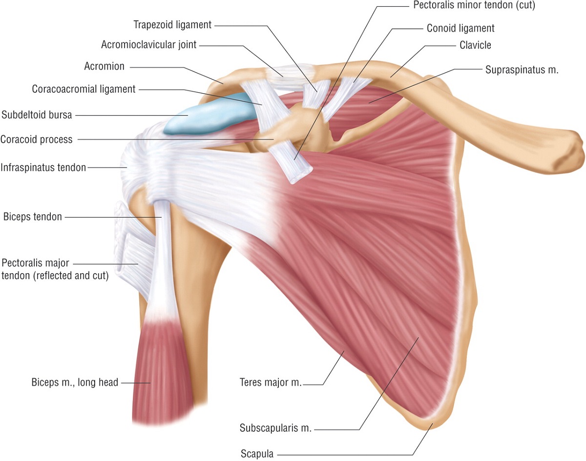 Shoulder Muscles Diagram