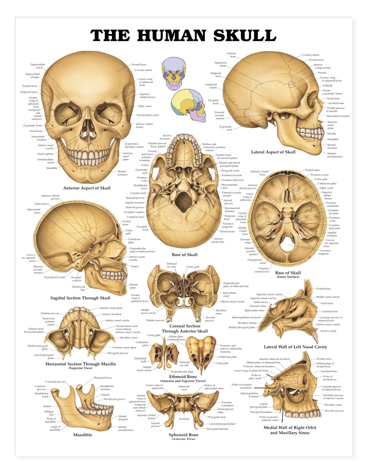 Skull Human Diagram